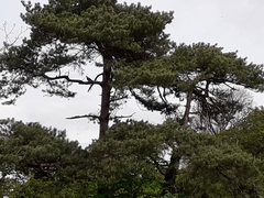 Pinus nigra laricio