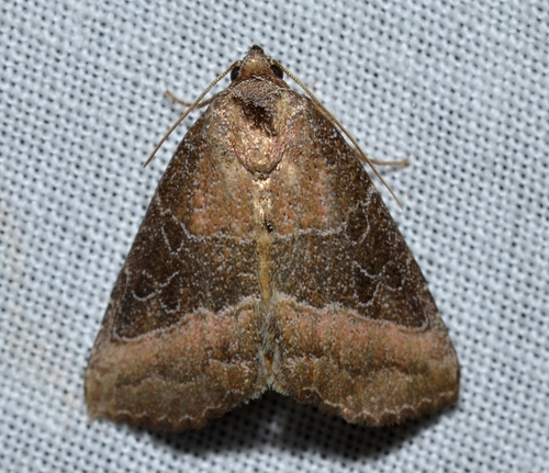 Common Pinkband photo 3