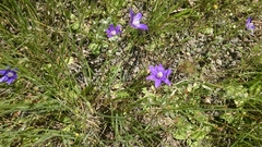 Brodiaea stellaris