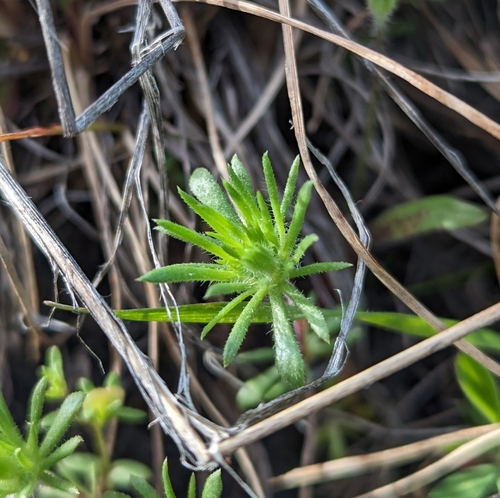 True Babystars foliage