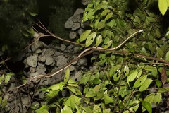 Boiga cynodon