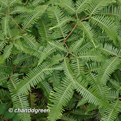 Dicranopteris pedata
