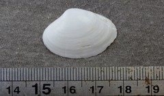 Mactrotoma antecedens