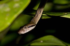 Boiga cynodon