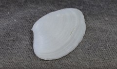 Mactrotoma antecedens