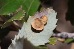 Paracraspis patelloides