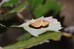 Paracraspis patelloides