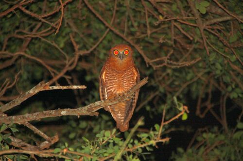 Christmas Boobook (Ninox natalis), photo 7