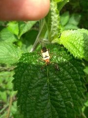 Zelus ruficeps