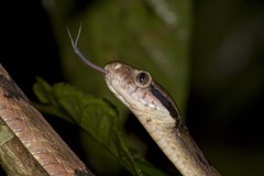 Boiga cynodon