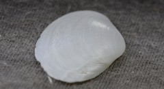 Mactrotoma antecedens