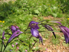 Gladiolus atroviolaceus, photograph (c) Nachman bones, some rights reserved (CC BY)