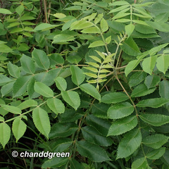Rhus chinensis