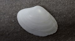 Mactrotoma antecedens