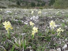 Orchis pauciflora