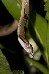 Boiga cynodon