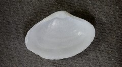 Mactrotoma antecedens