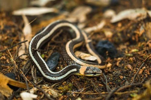Photo of a Boie's Many-Tooth Snake (Sibynophis geminatus)