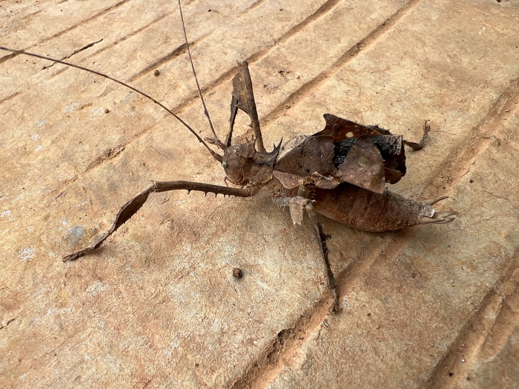 Acridoxena hewaniana