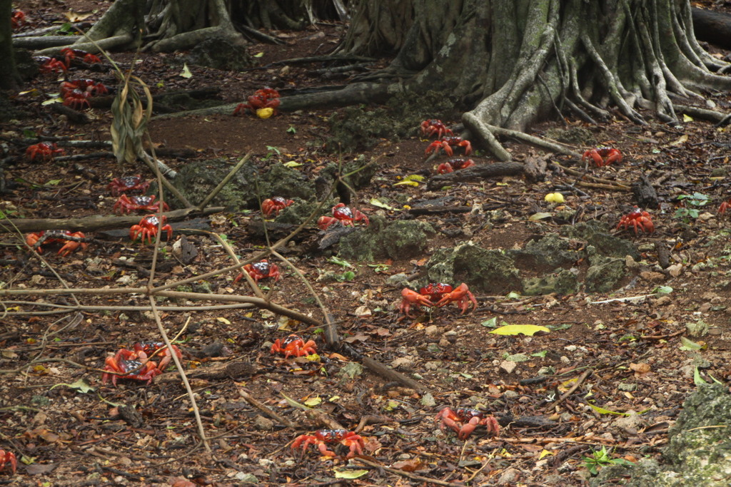 Red crabs on the rainforest floor among tree roots and leaf litter