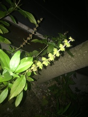 Ocimum basilicum