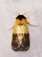 Exyra semicrocea