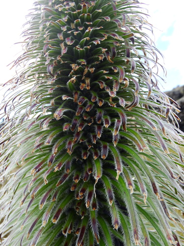Lobelia telekii