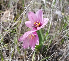 Fritillaria pluriflora