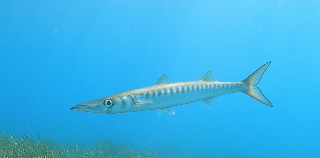 Yellowmouth barracuda (Sphyraena viridensis) — Sphyraenidae
