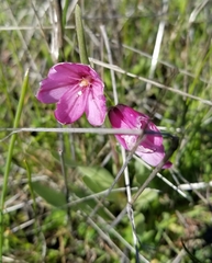 Fritillaria pluriflora