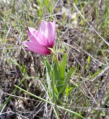 Fritillaria pluriflora