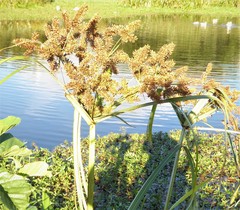 Cyperus dives