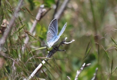 Glaucopsyche lygdamus australis