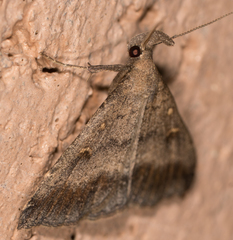Tetanolita palligera