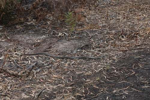 Tiger Snake sighting