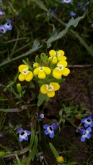 Castilleja campestris