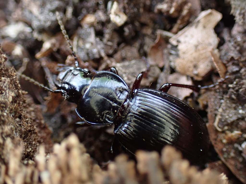 Molops elatus