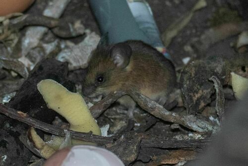 Unicolored Oldfield Mouse (Thomasomys monochromos) — Vulnerable Mammalia