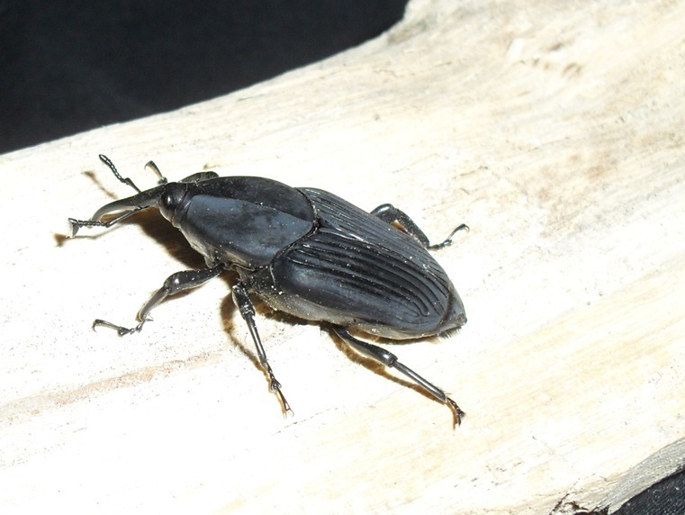 South American Palm Weevil
