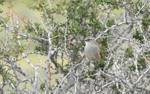 Band-tailed Earthcreeper (Ochetorhynchus phoenicurus)