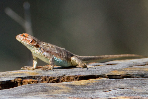 Common Sagebrush Lizard