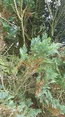 Platycladus orientalis