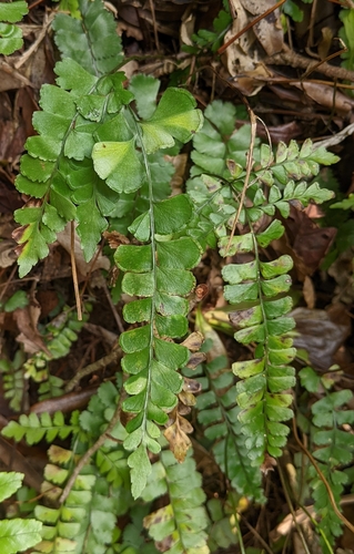 Lindsaea bonii (Lindsaea bonii)