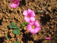 Oxalis commutata