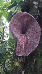 Aristolochia cordiflora