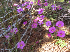 Oxalis commutata