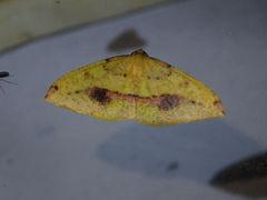 Heterolocha biplagiata