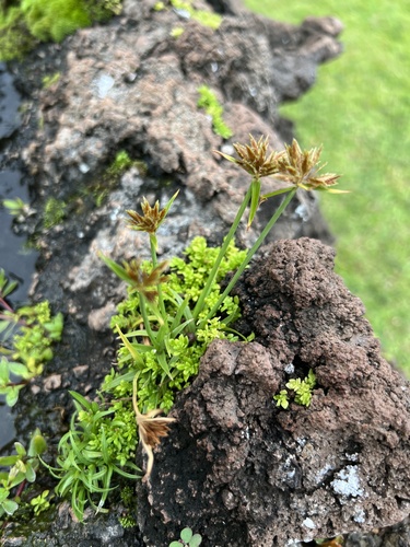 Cyperus polystachyos observed 2024-04-11
