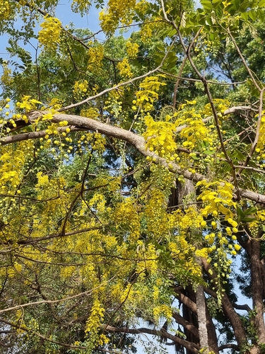 Golden Shower Tree