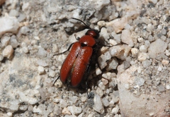 Nemognatha scutellaris